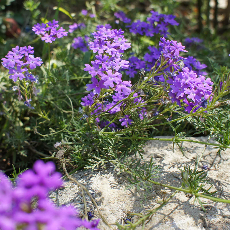 New Wildflower Seeds